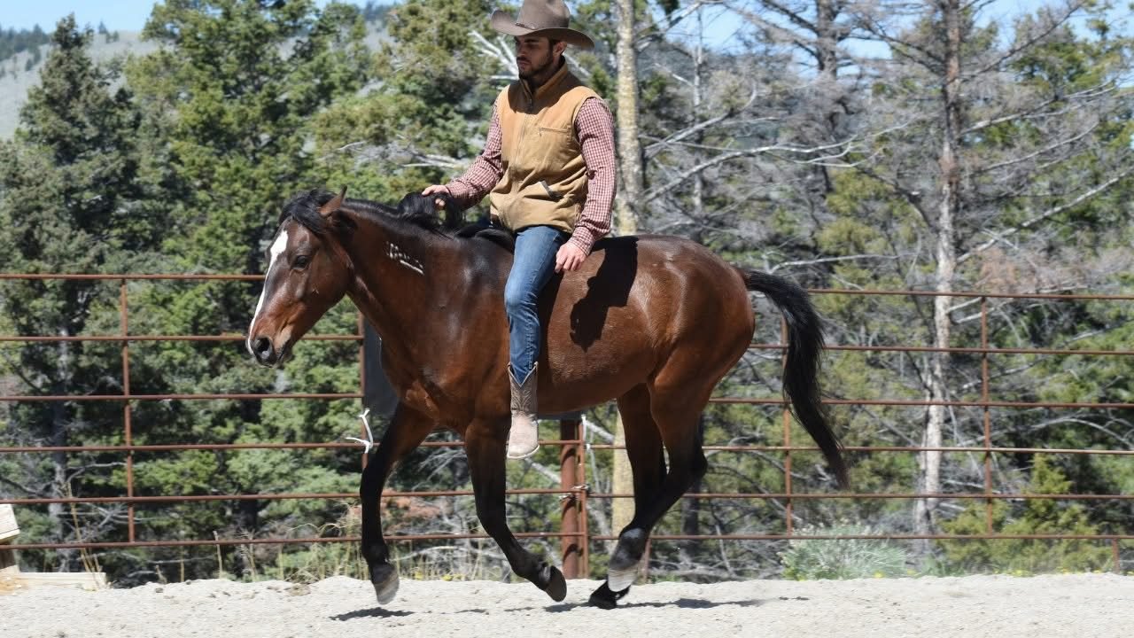 Natural Horsemanship Training in Queensland